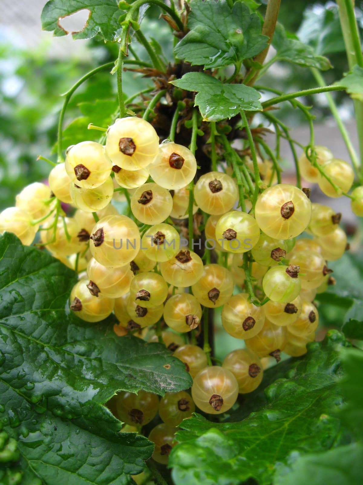 Cluster of berries of a white currant