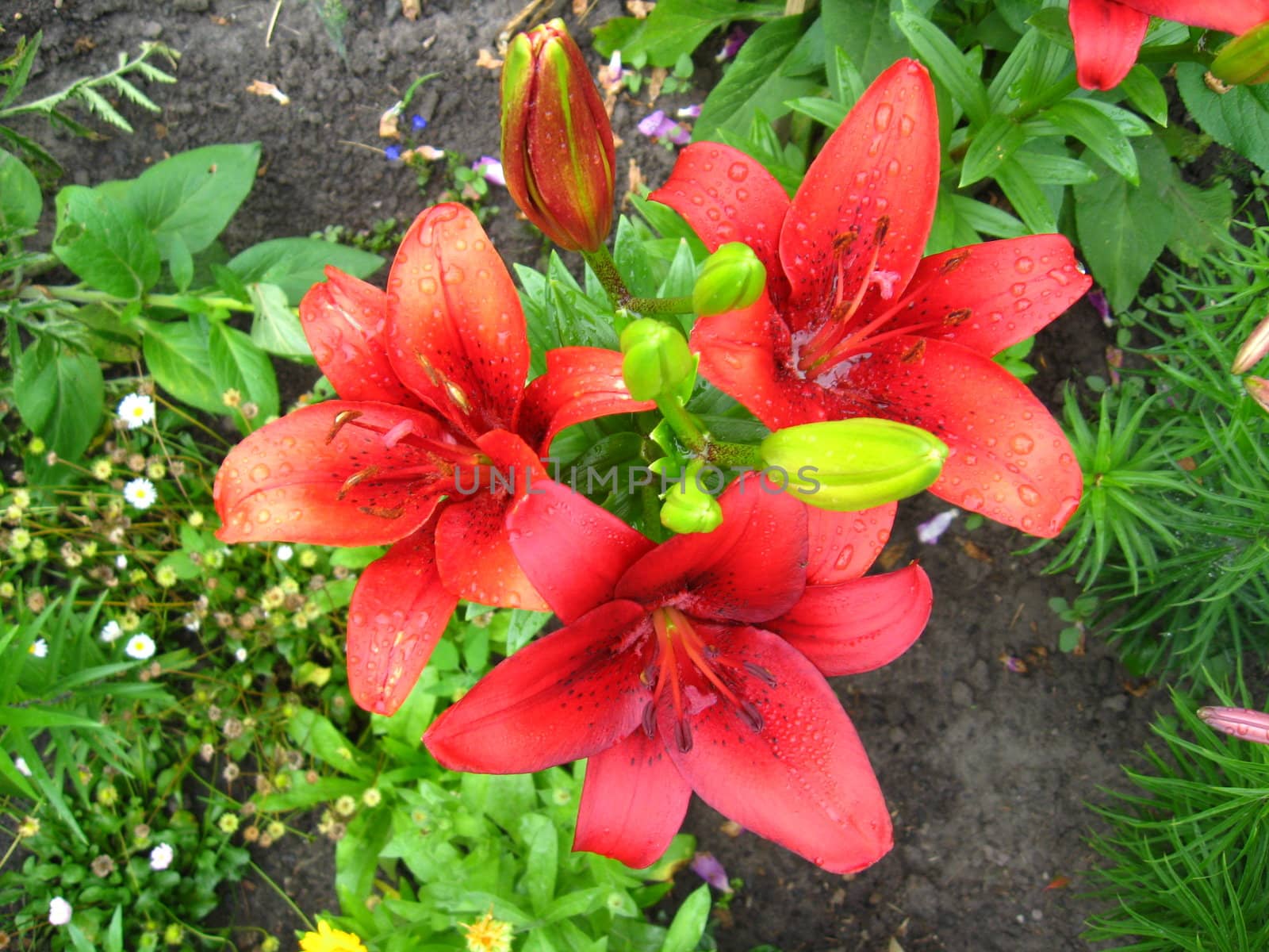 Drops of water on the redheaded lilies after a rain