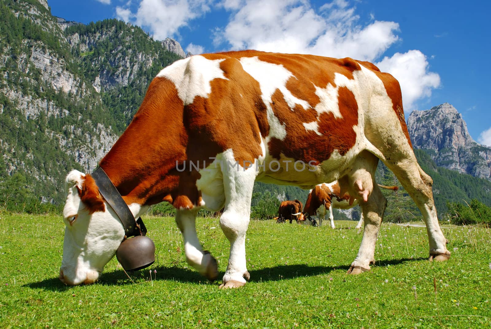 Cow Brown and white eating on alps full portrait