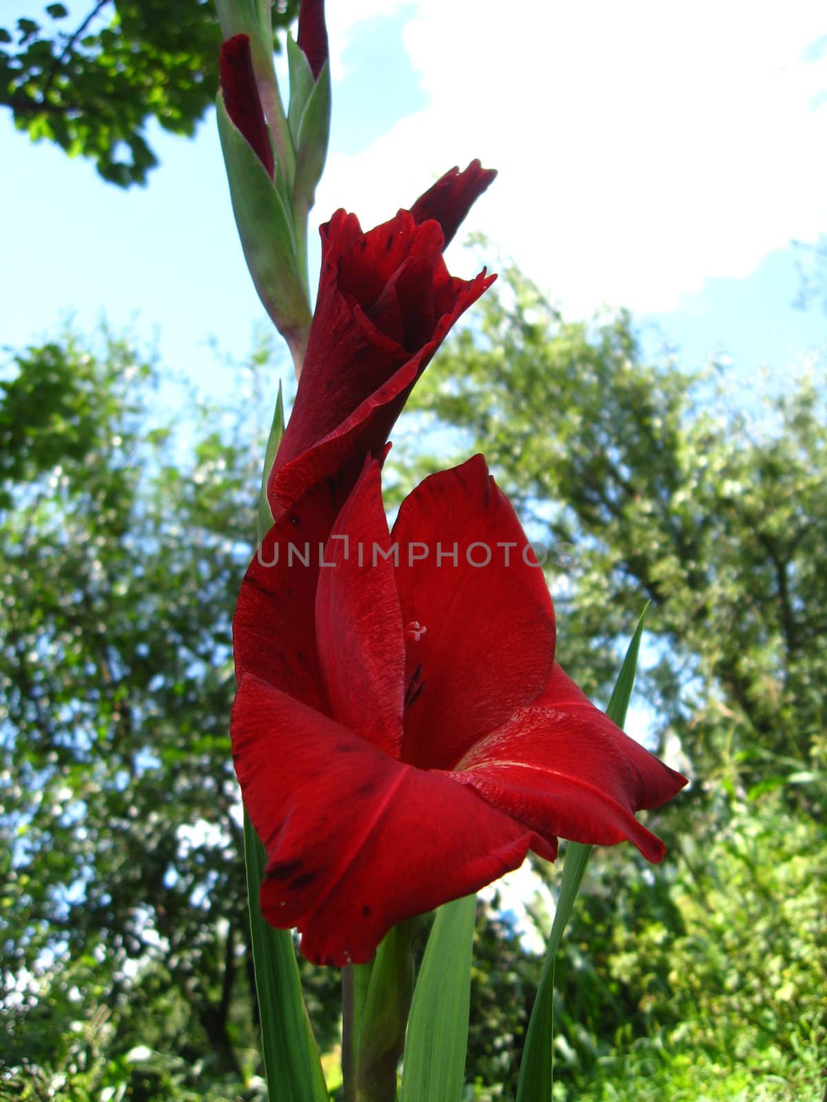 a beautiful flower of gladiolus by alexmak