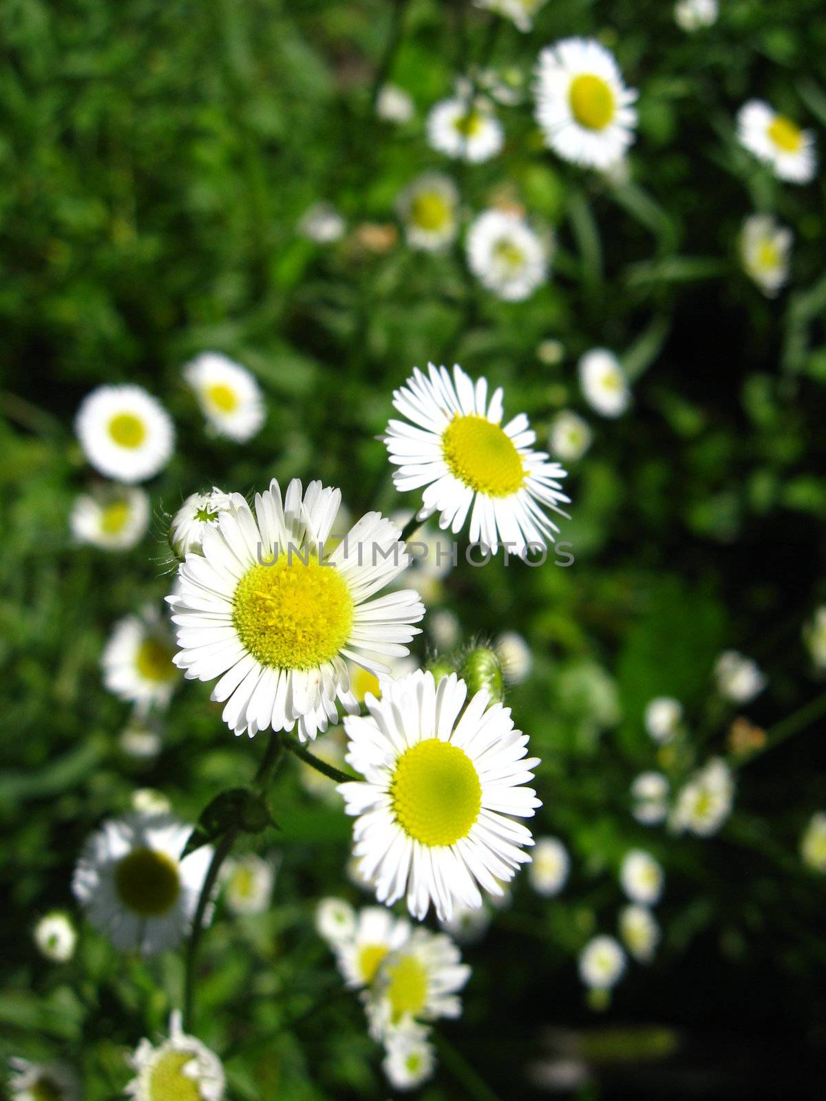 flower-bed in the garden with beautiful white chamomiles