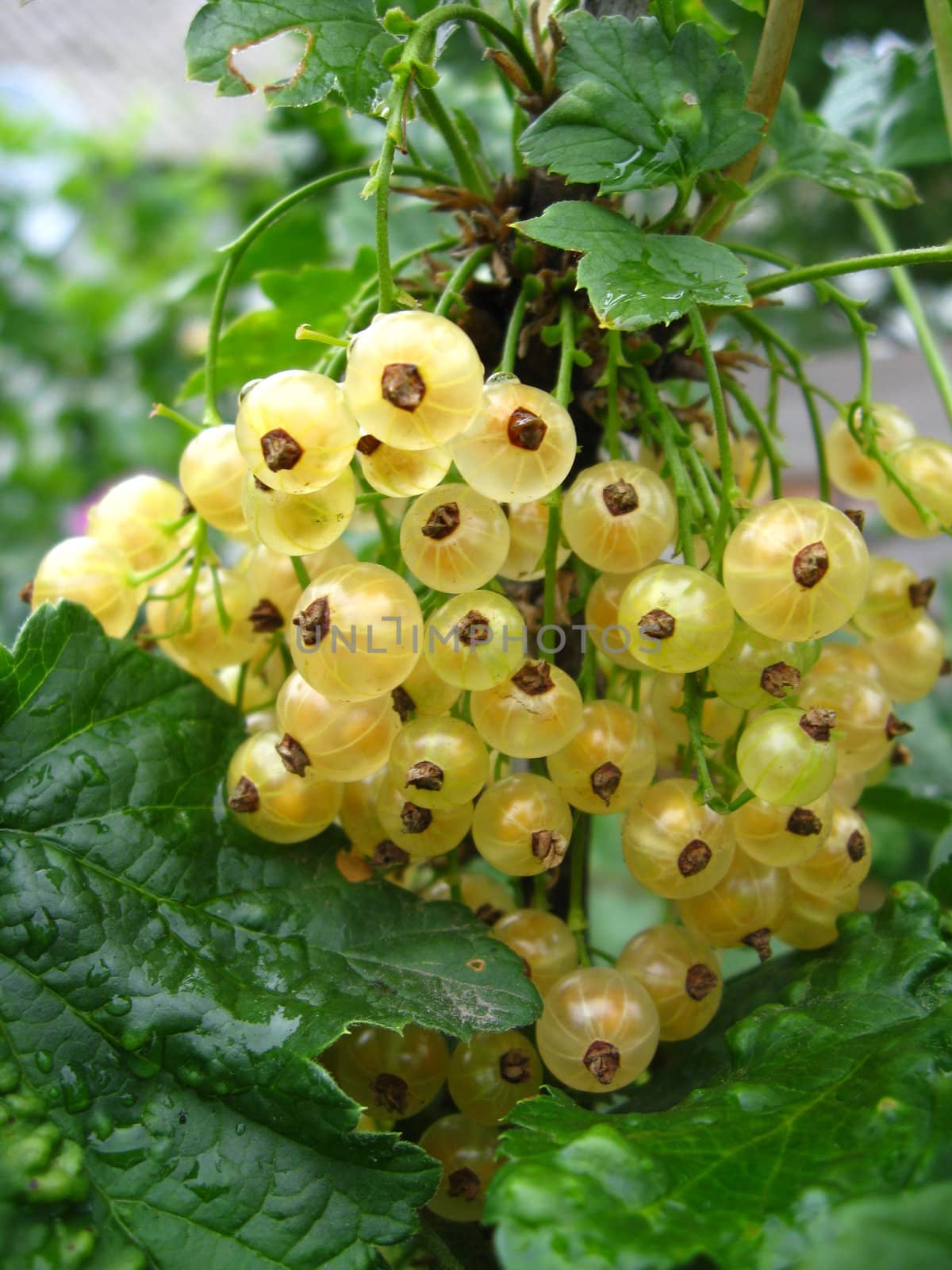 Cluster of berries of a white currant