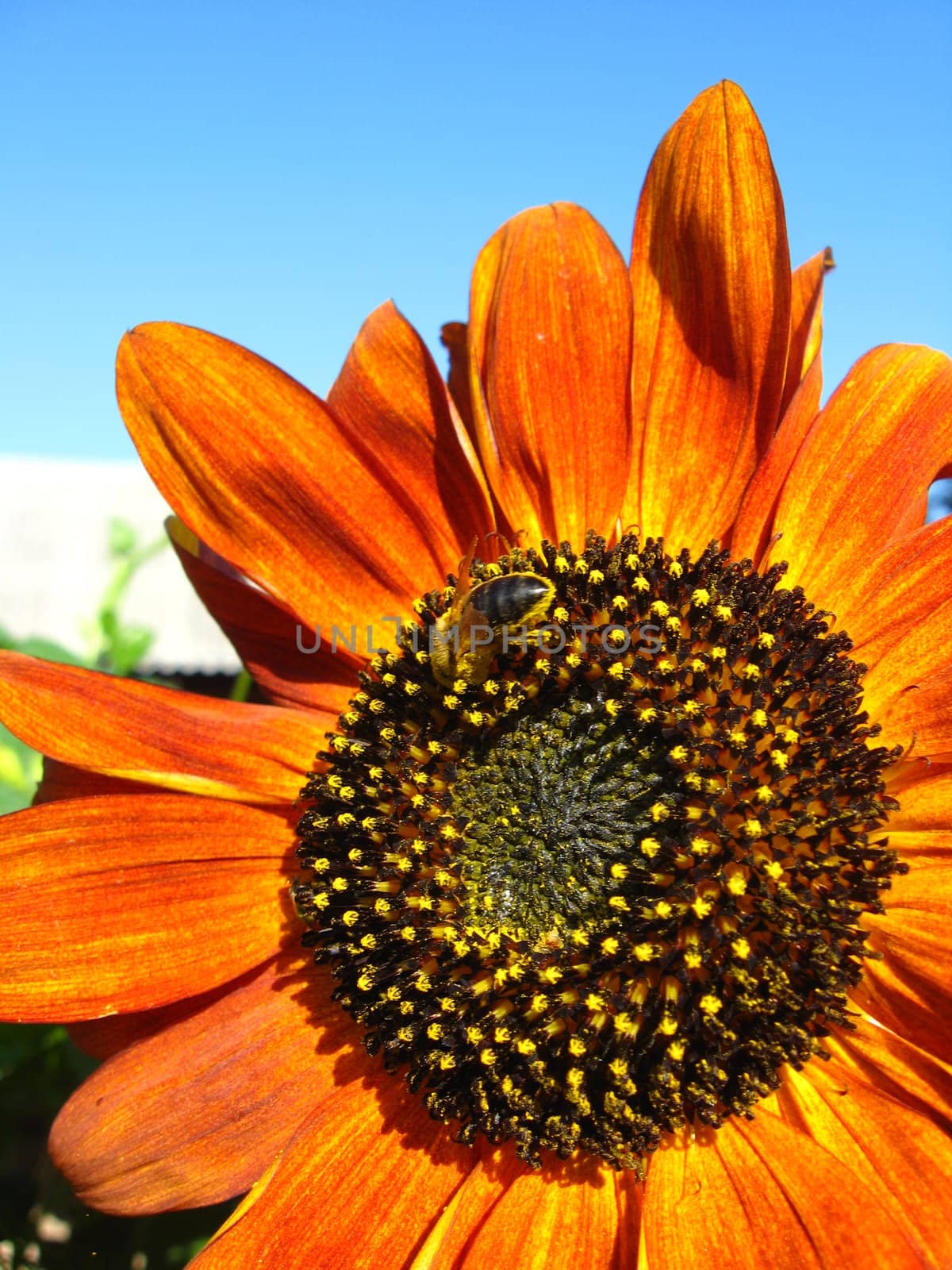 a little bee on the beautiful sunflower