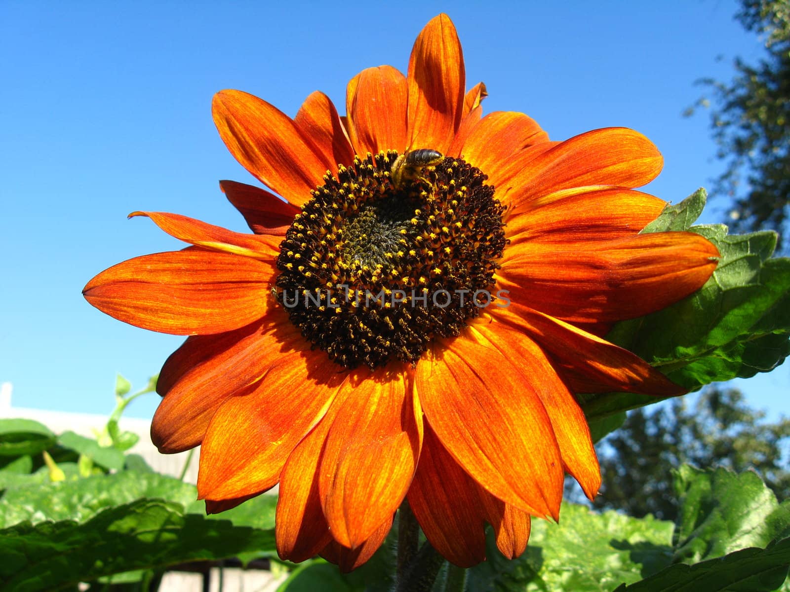 a little bee on the beautiful sunflower