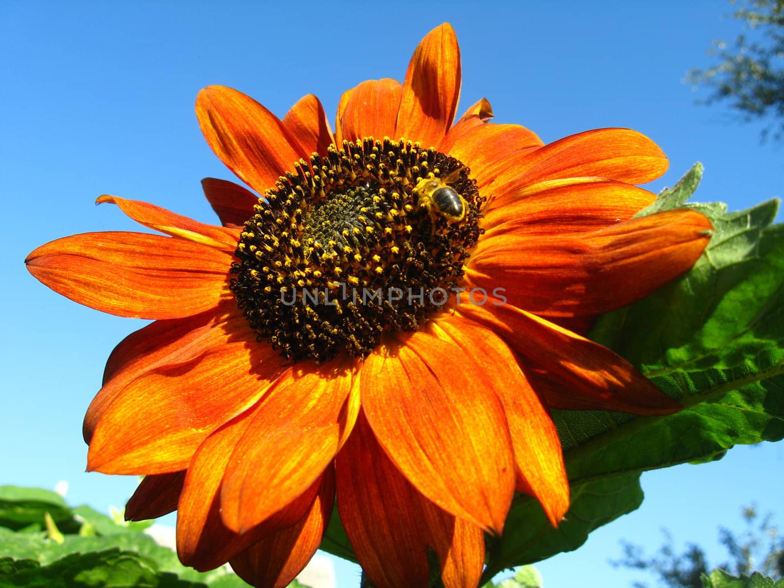 sunflower on the blue sky background by alexmak