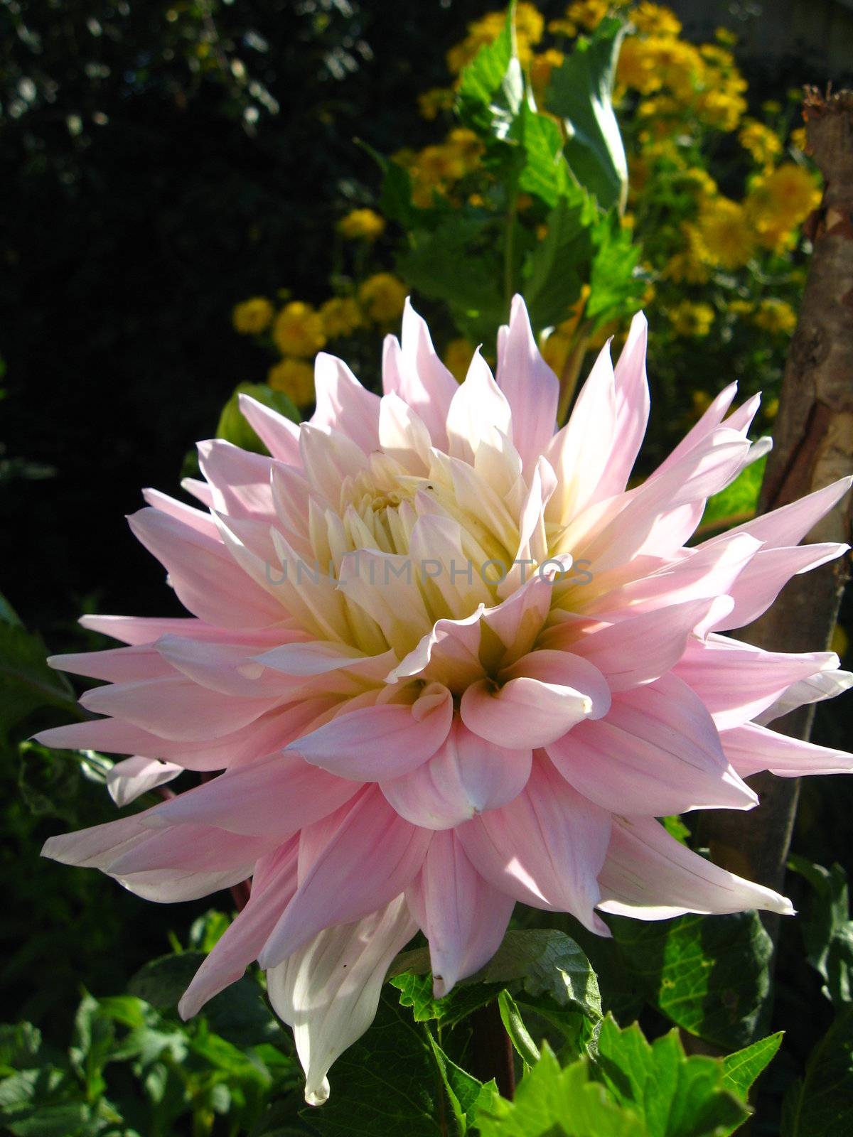 a beautiful flower of pink dahlia