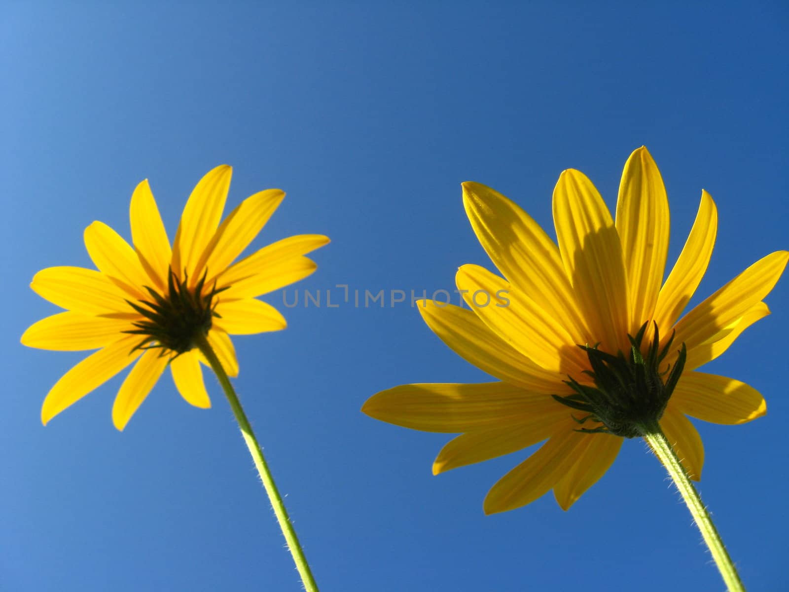 Pair of yellow flowers on a background of the blue sky