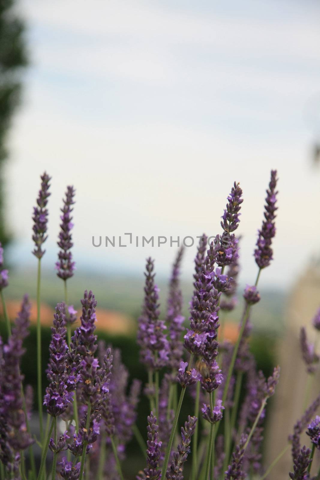 Lavender plant, growing in the Provence, France