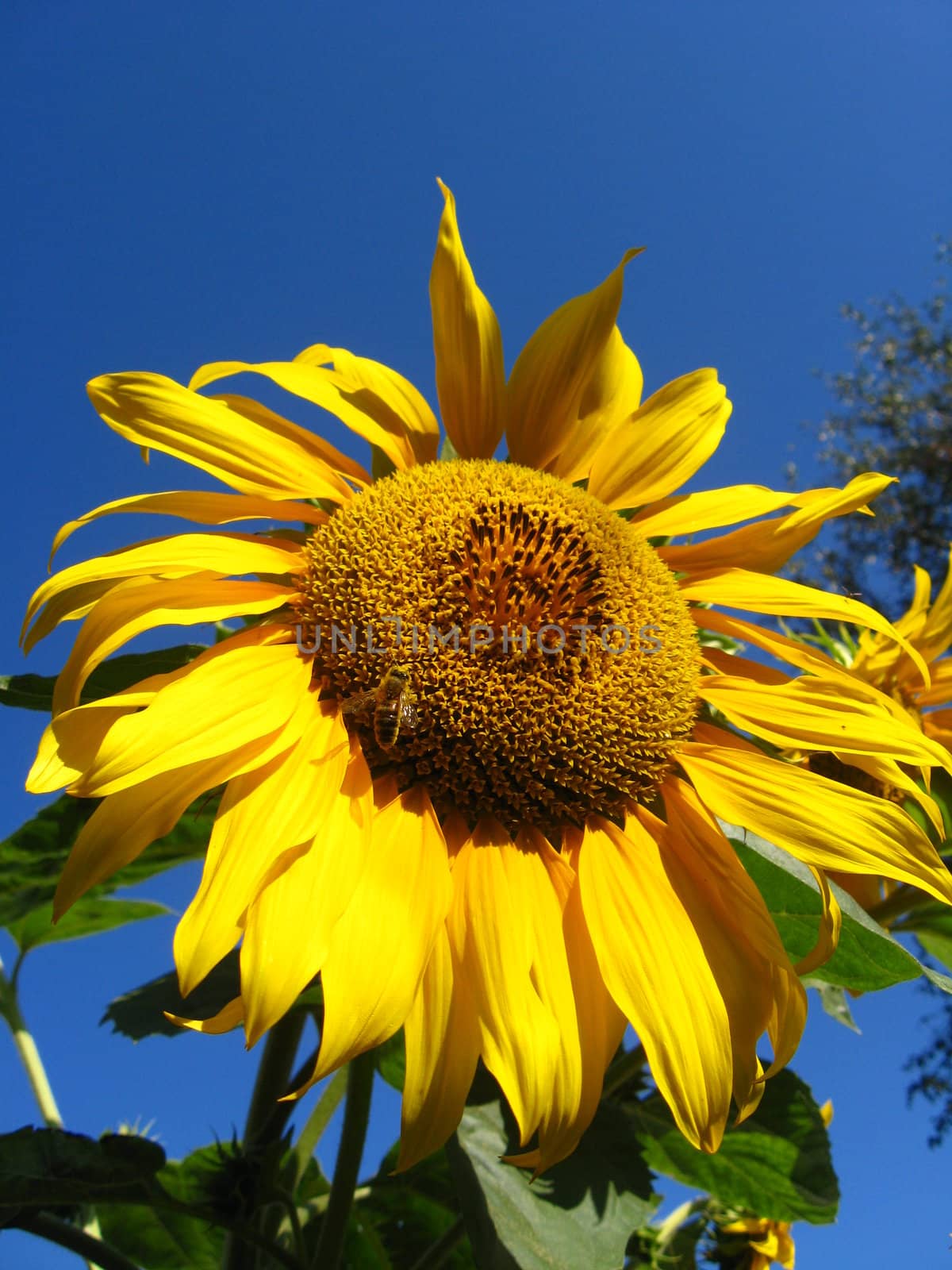 beautiful green sunflower on the blue sky background