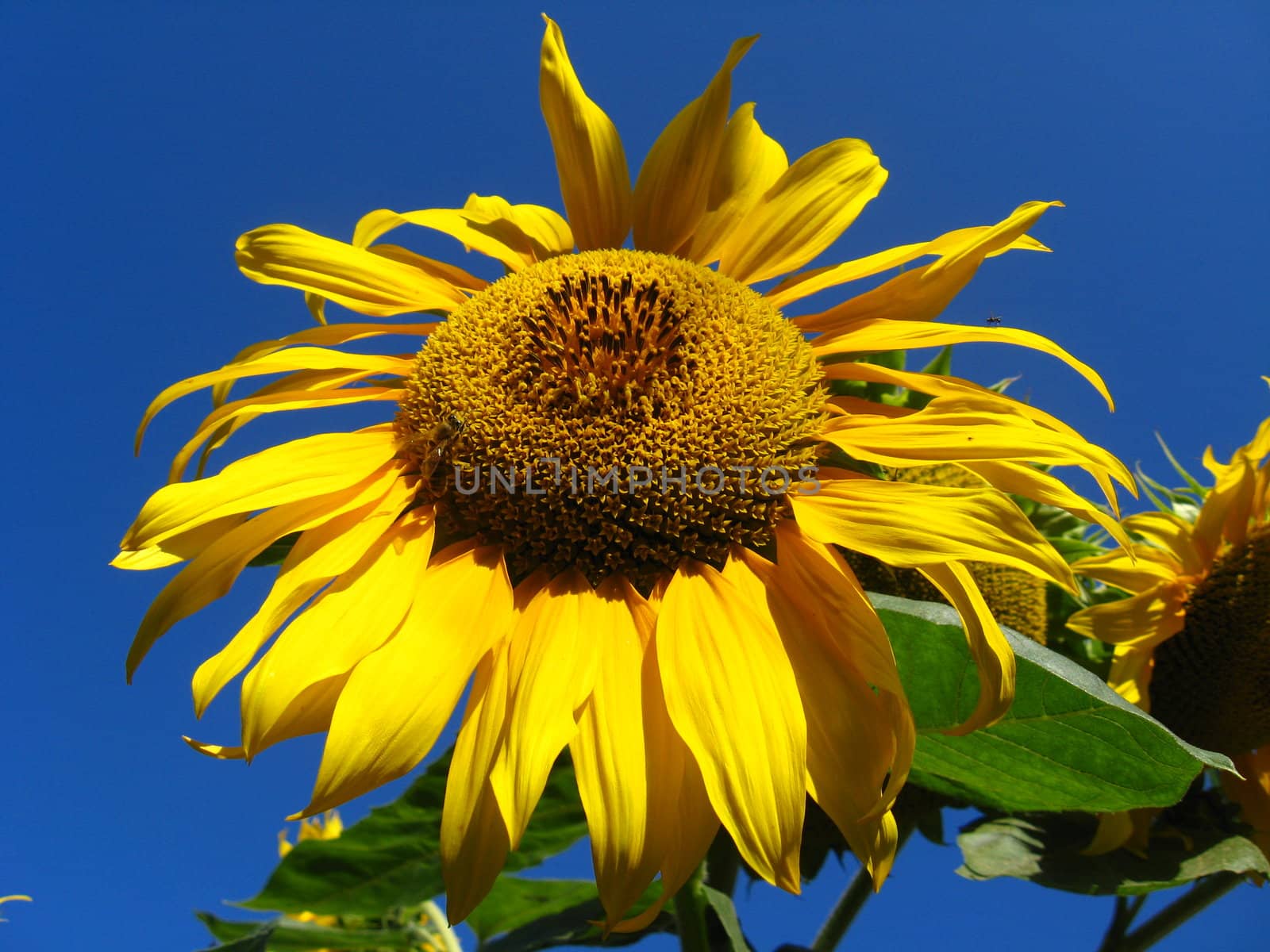 beautiful green sunflower on the blue sky background