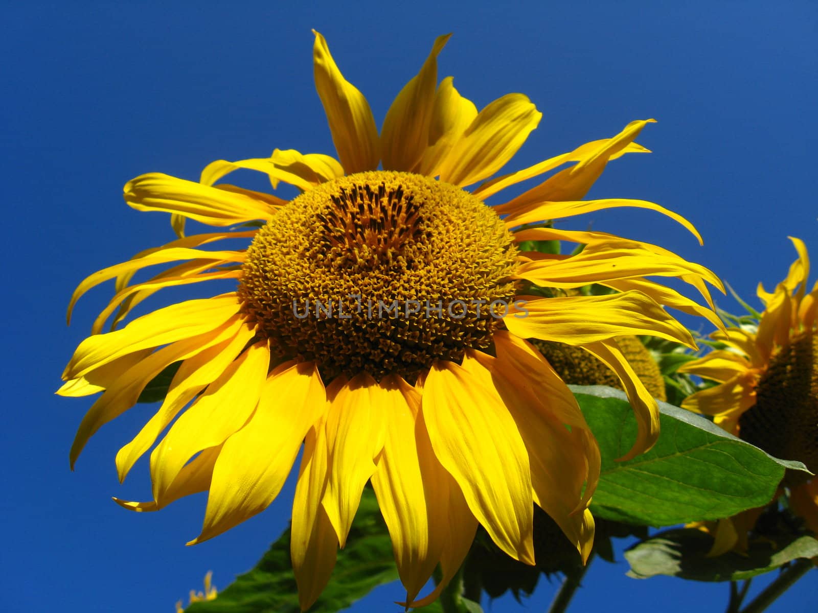 beautiful green sunflower on the blue sky background