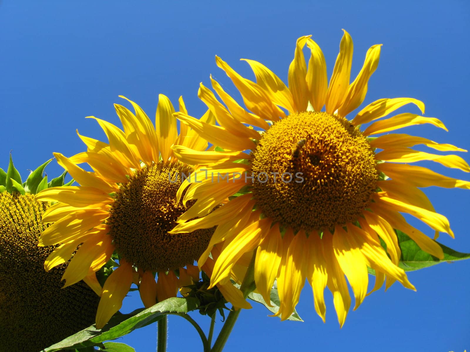 beautiful green sunflower on the blue sky background