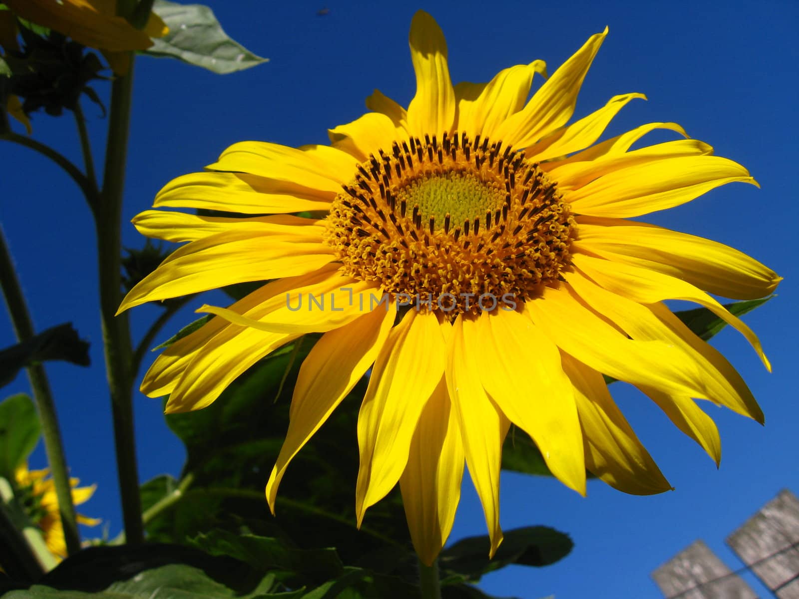 beautiful green sunflower on the blue sky background