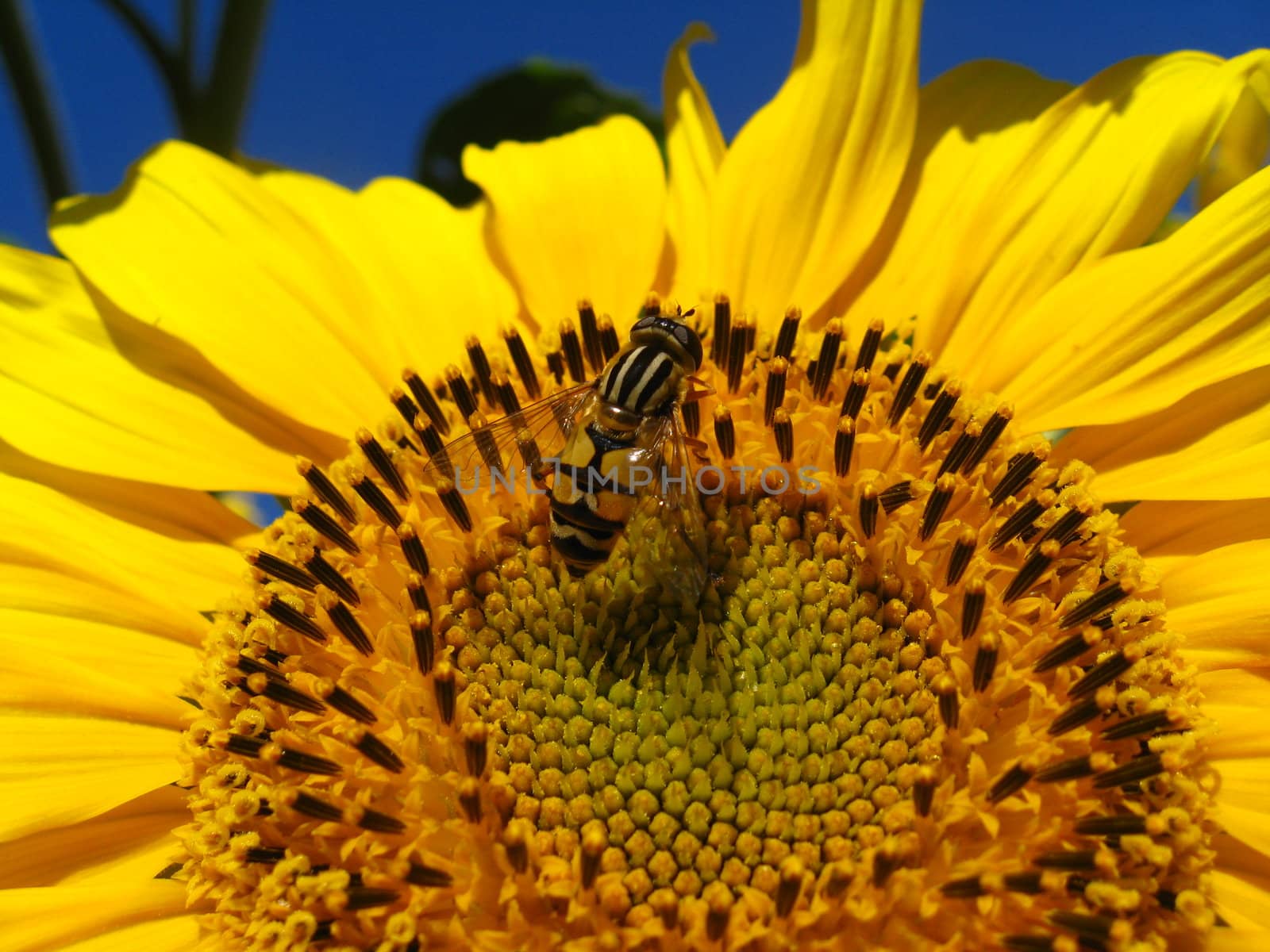 The yellow fly on a sunflower by alexmak