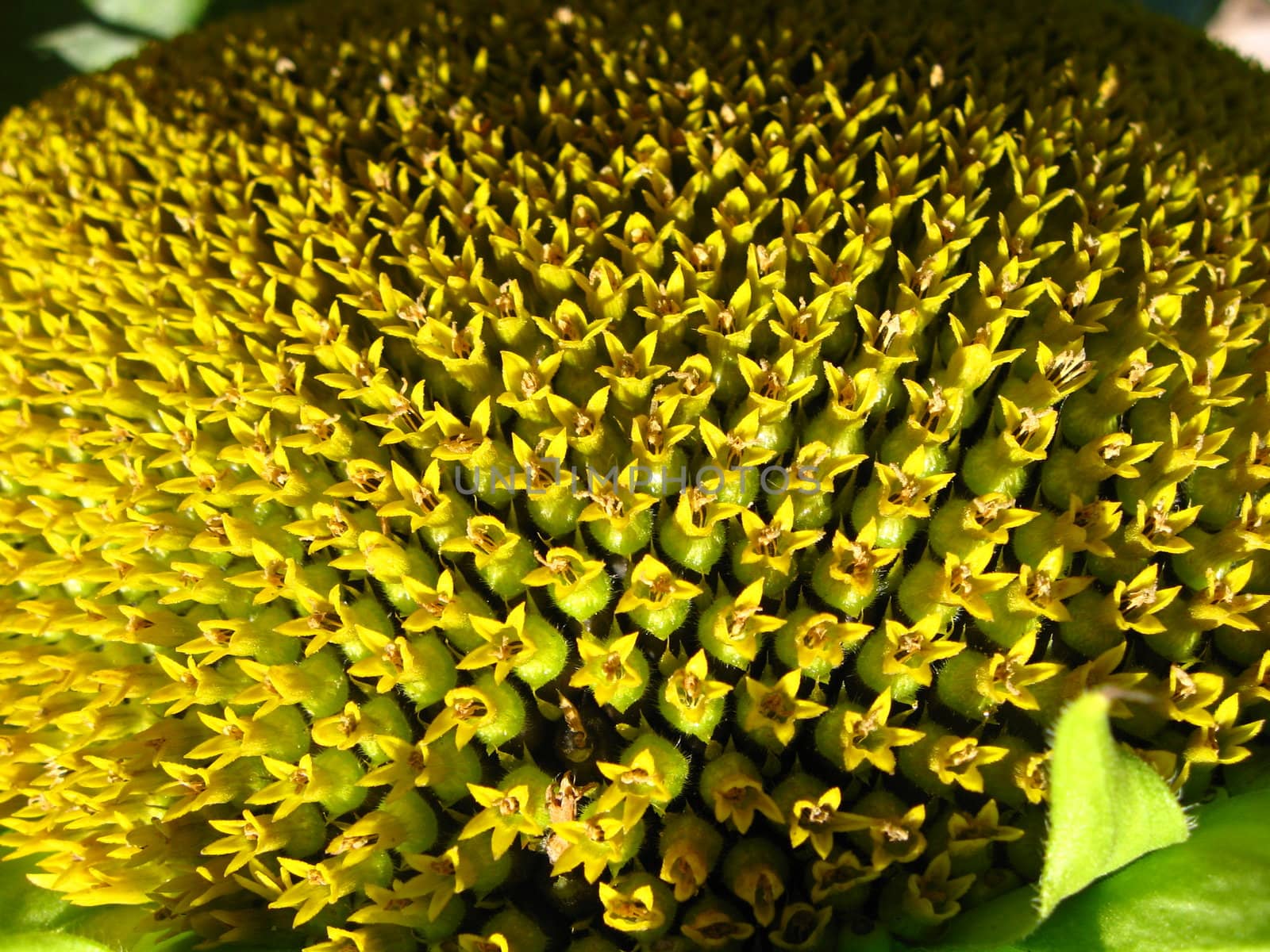 beautiful green sunflower by alexmak