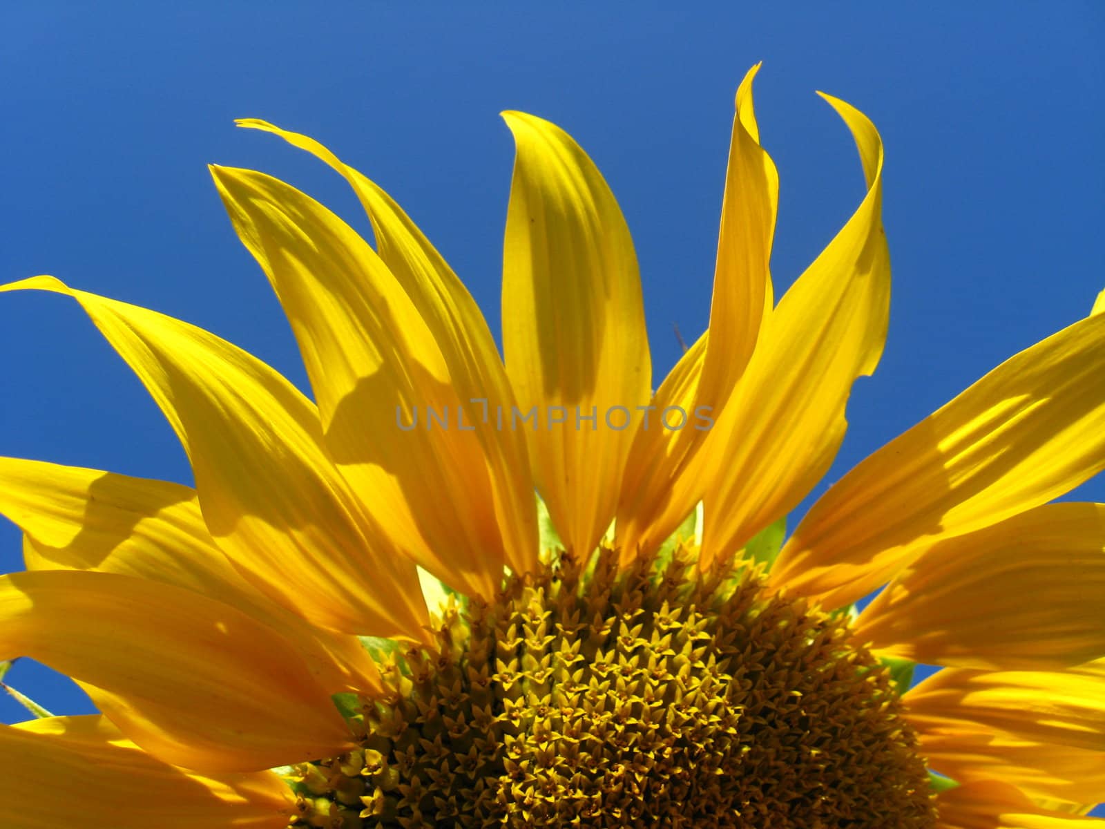 fragment of the beautiful sunflower on the blue sky background