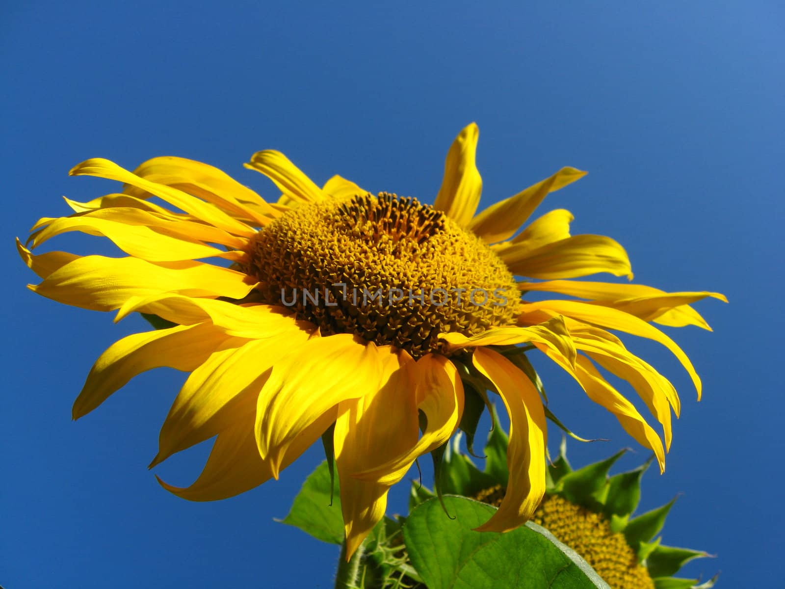 beautiful green sunflower on the blue sky background