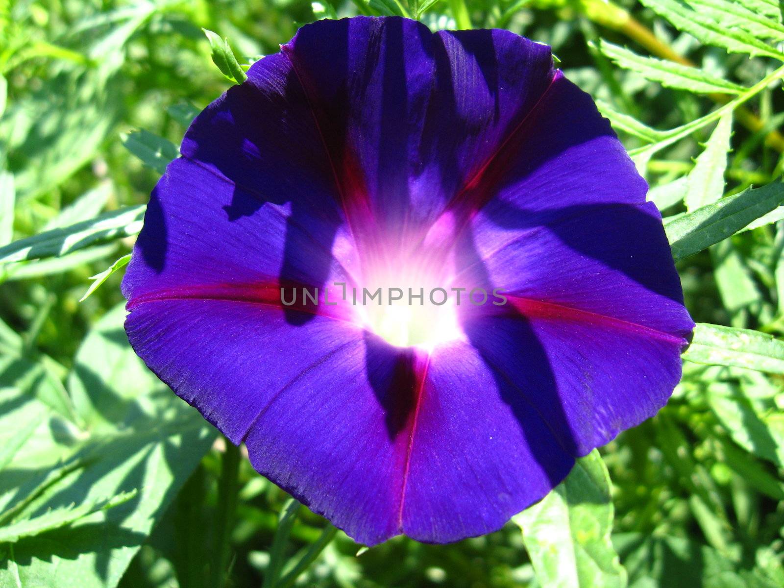 beautiful flower of Ipomoea by alexmak