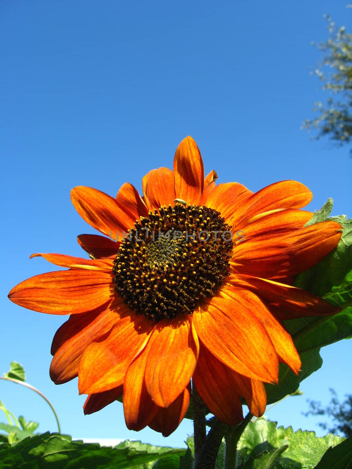 beautiful yellow  sunflower by alexmak