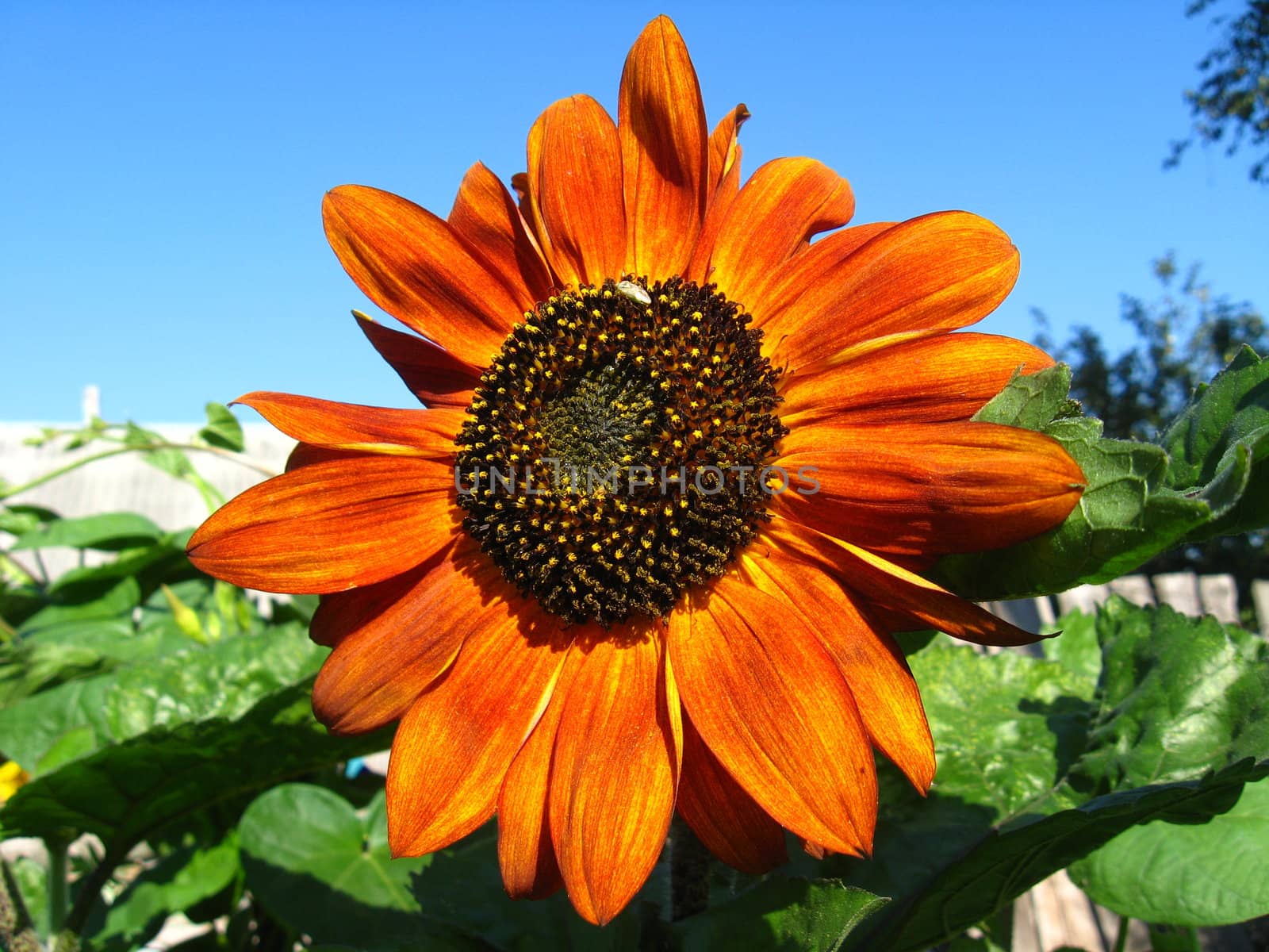 beautiful green sunflower on the blue sky background