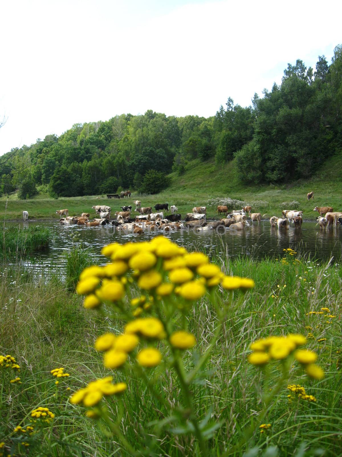 Small yellow camomiles on a background of a watering place of cows