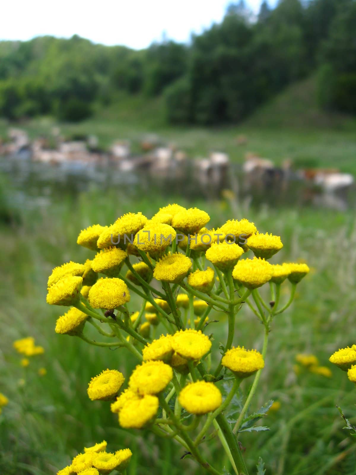 Small yellow camomiles on a background of a watering place of cows