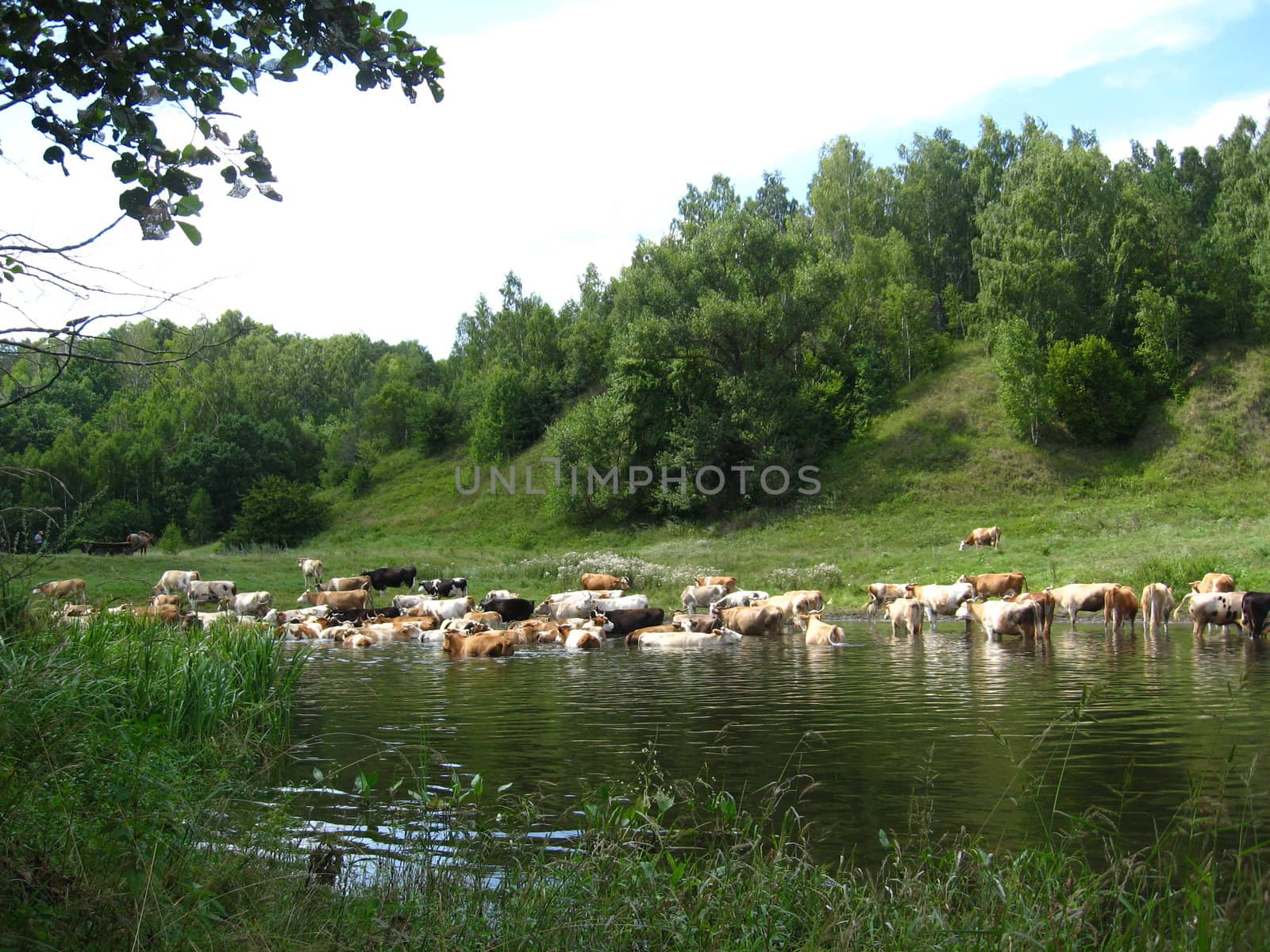 Landscape with the river and cows by alexmak