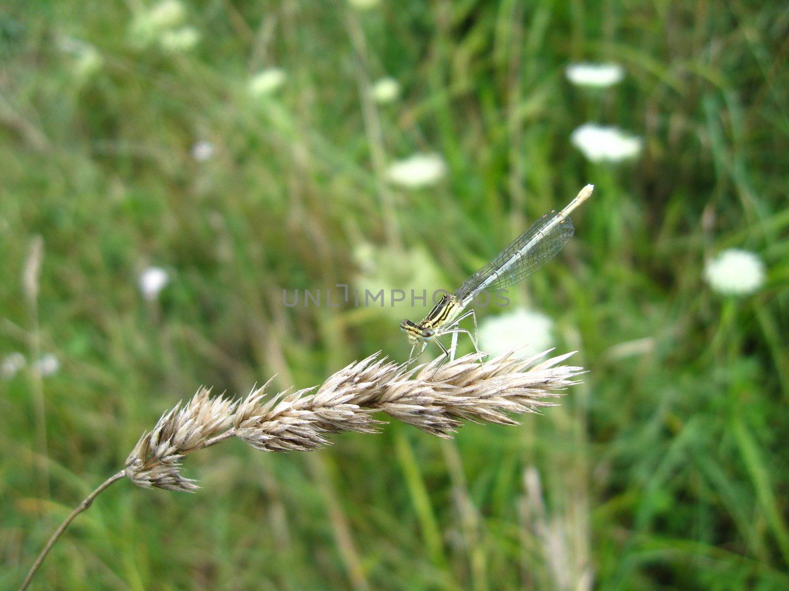 a little dragonfly sitting on the spikelet
