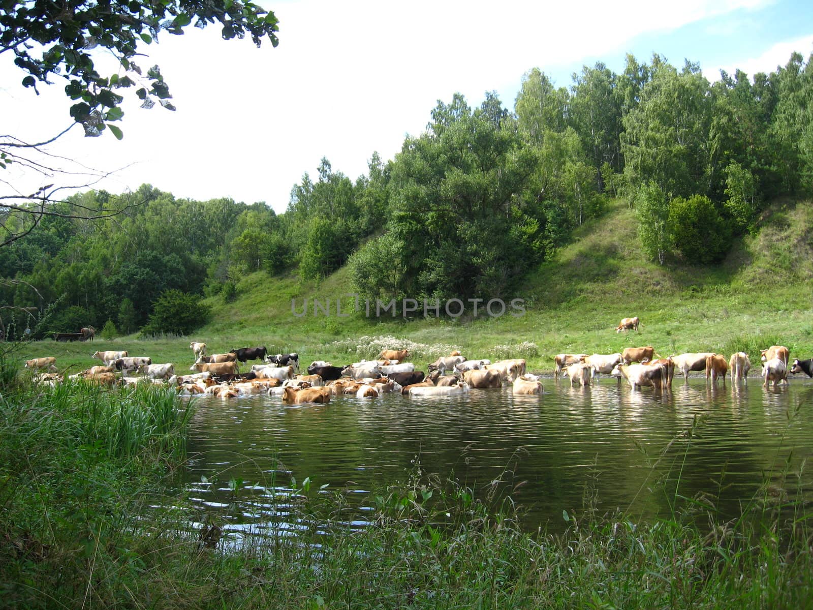 Landscape with the river and cows by alexmak