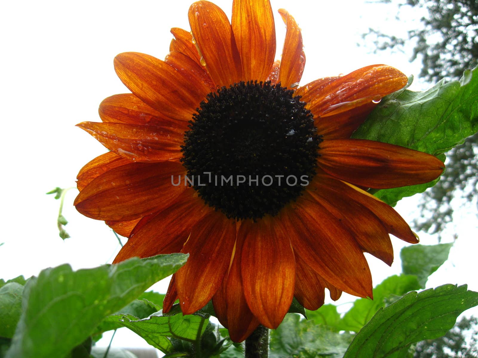 the beautiful  flower of sunflower after rain