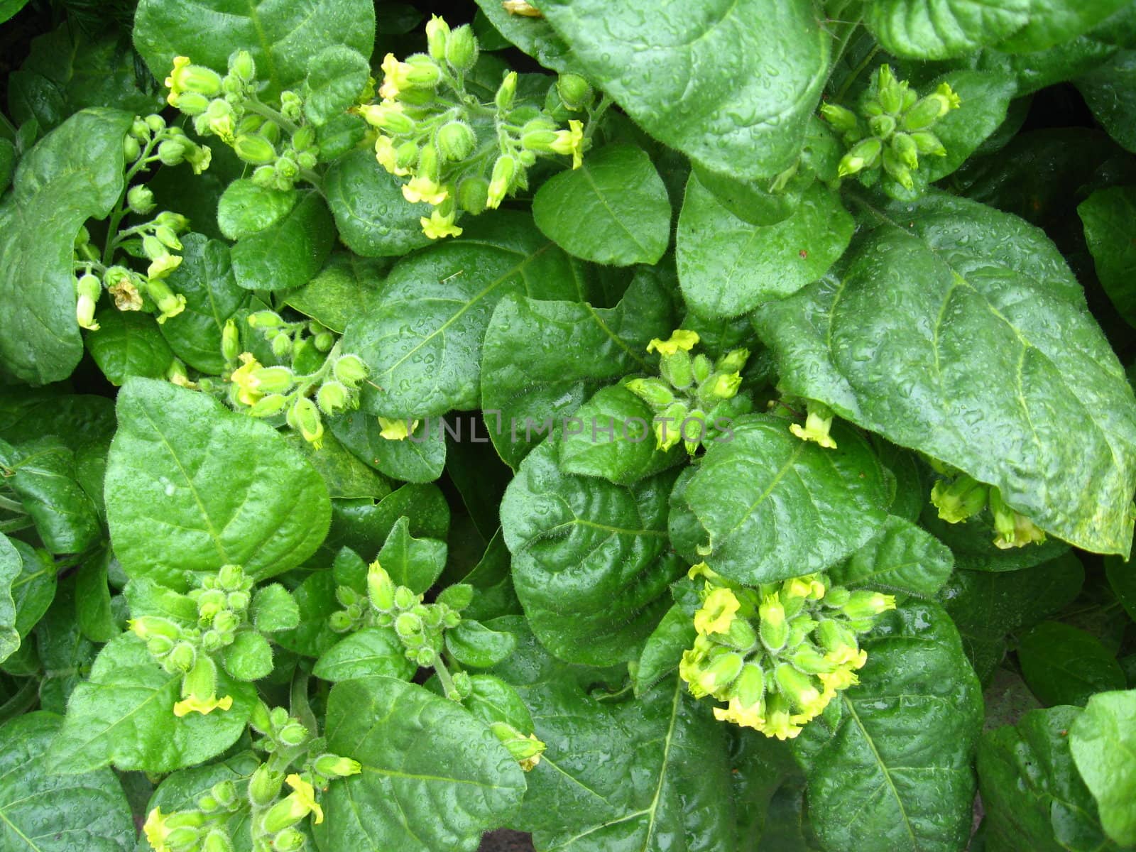 The image of magnificent and beautiful flowers of tobacco