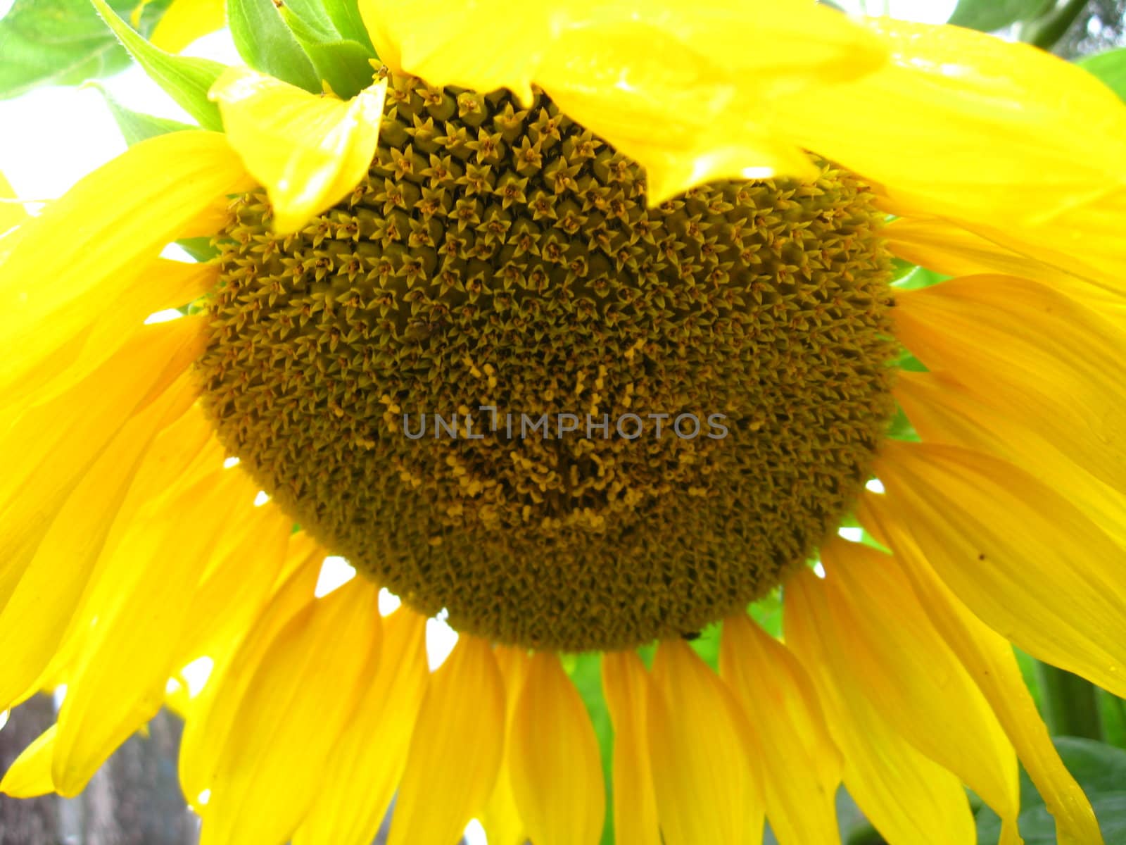 a little bee on the beautiful sunflower