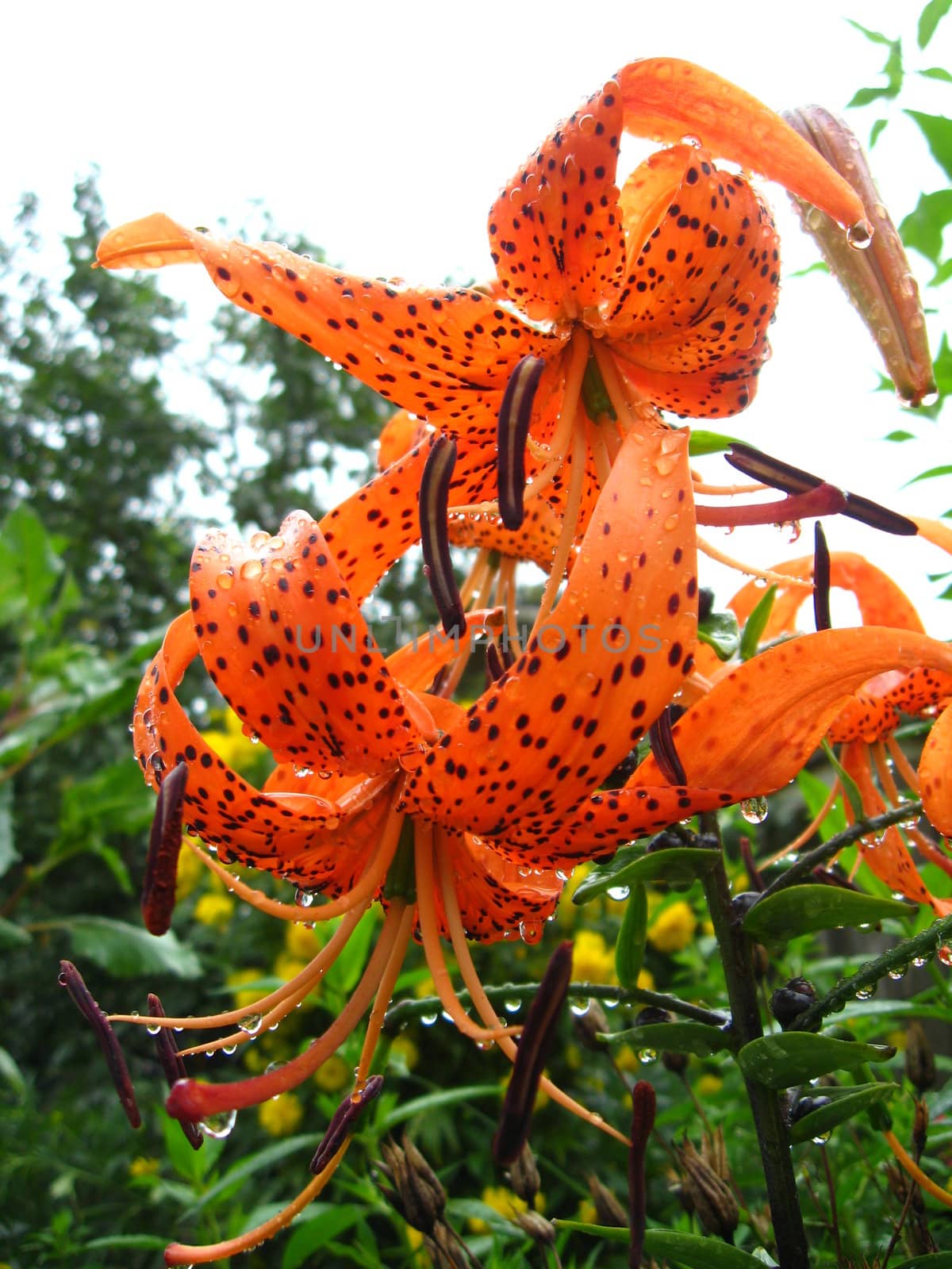 Drops of water on the redheaded lilies after a rain