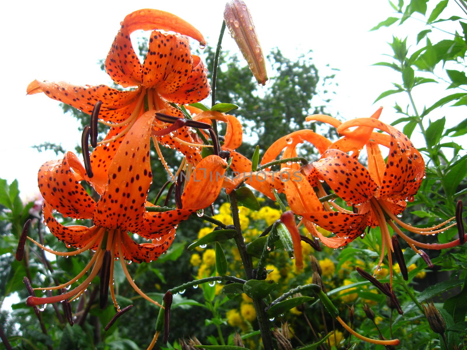 Drops of water on the redheaded lilies after a rain