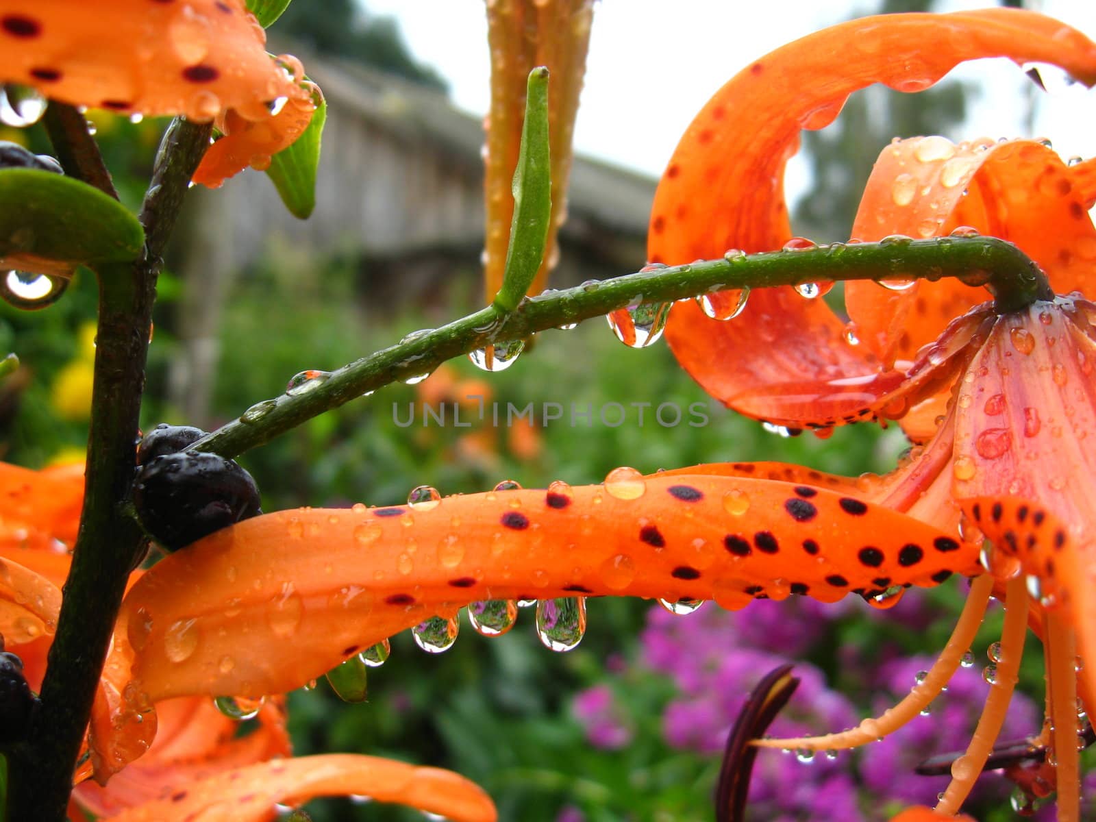 Drops of water on the redheaded lilies after a rain