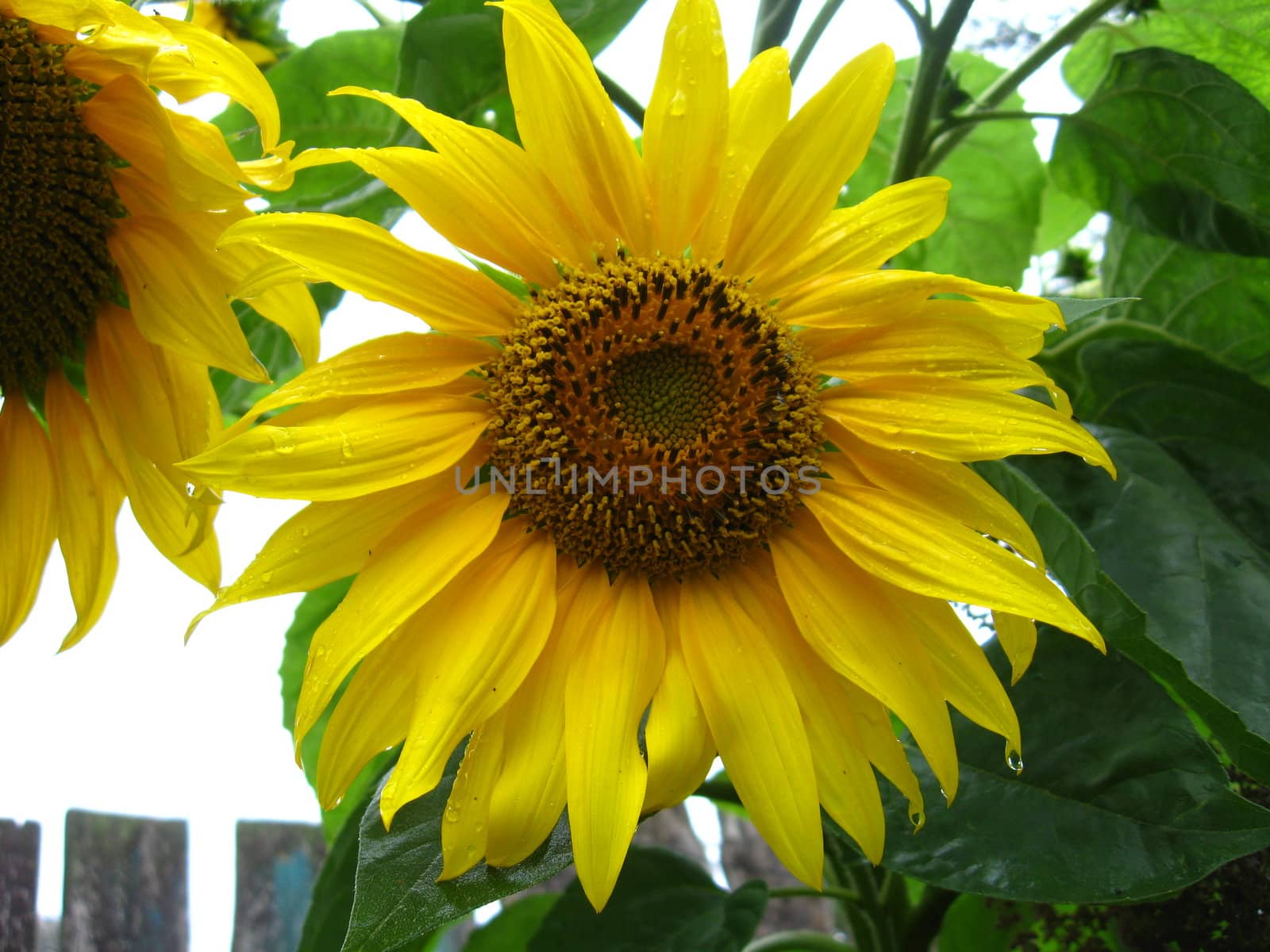 beautiful green sunflower on the blue sky background