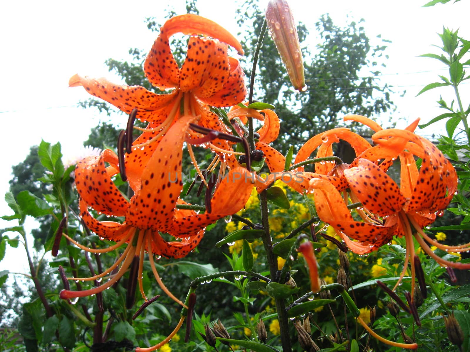 Drops of water on the redheaded lilies after a rain