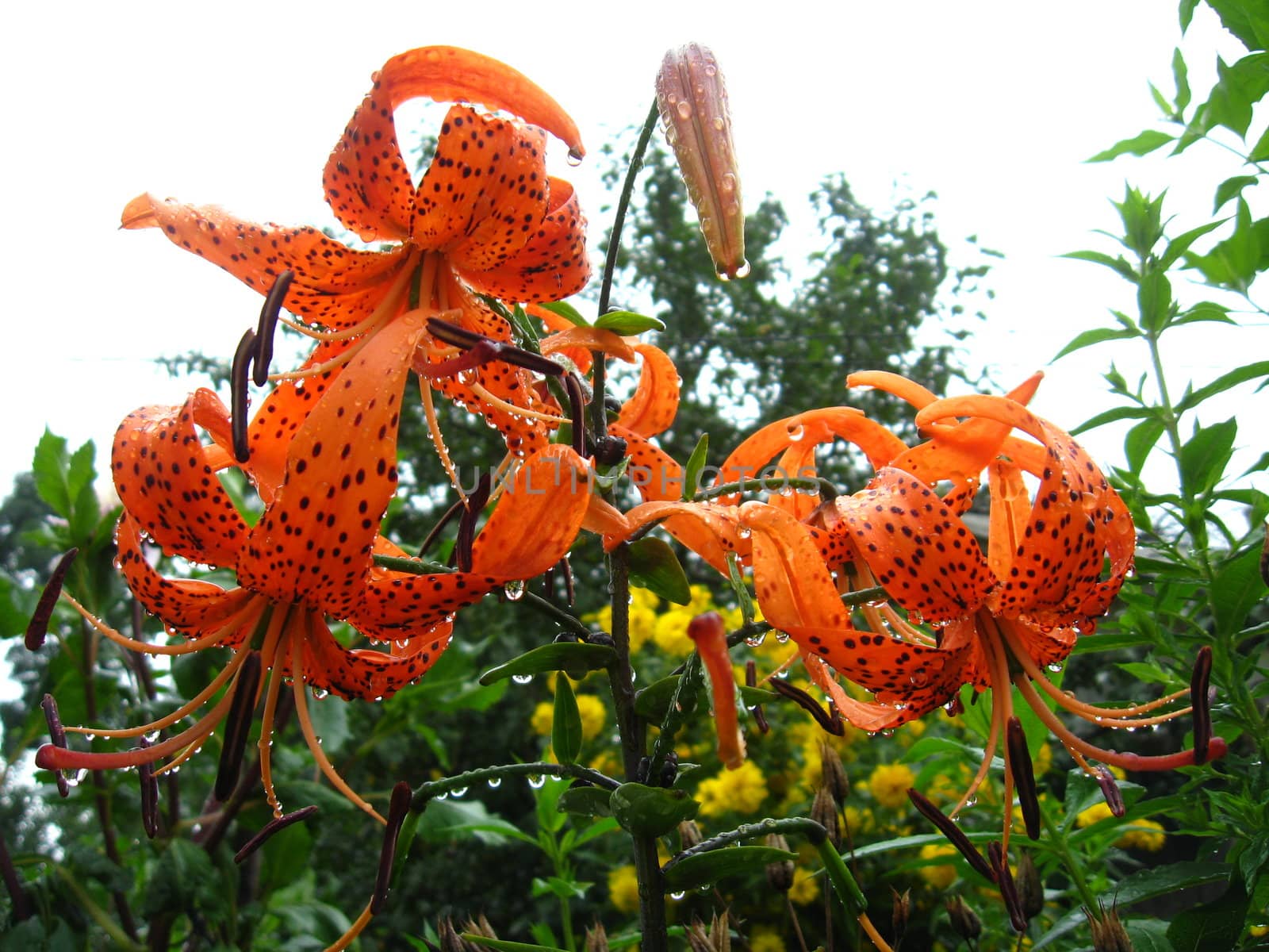 Drops of water on the redheaded lilies after a rain