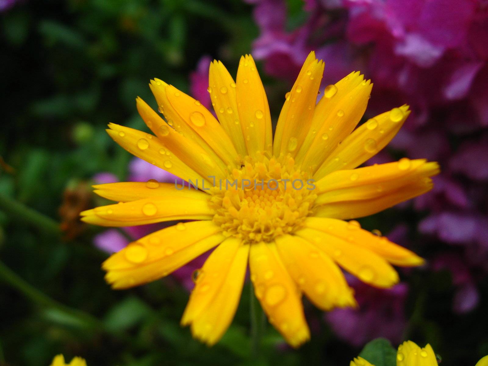beautiful flower of yellow calendula by alexmak
