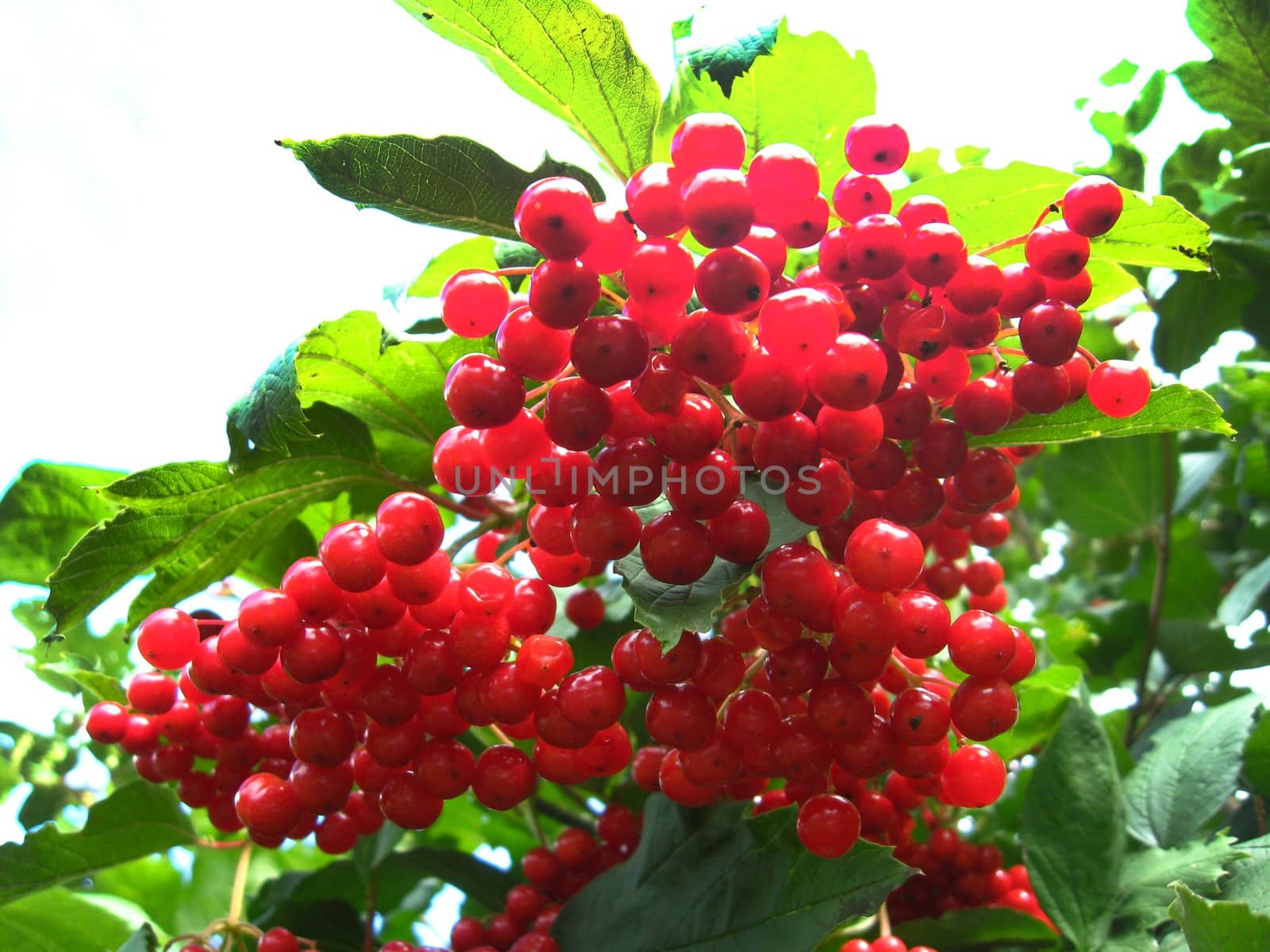 beautiful Cluster of a red ripe guelder-rose