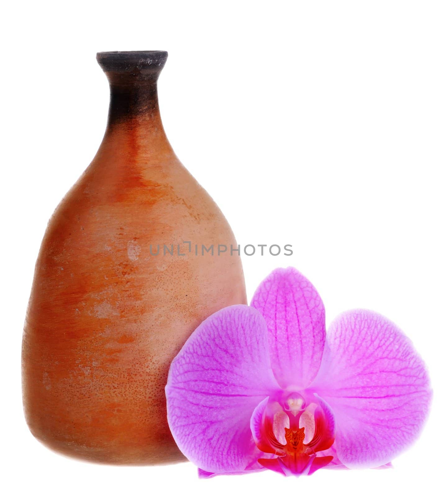 Nice orchid flower and clay jag isolated on white background
