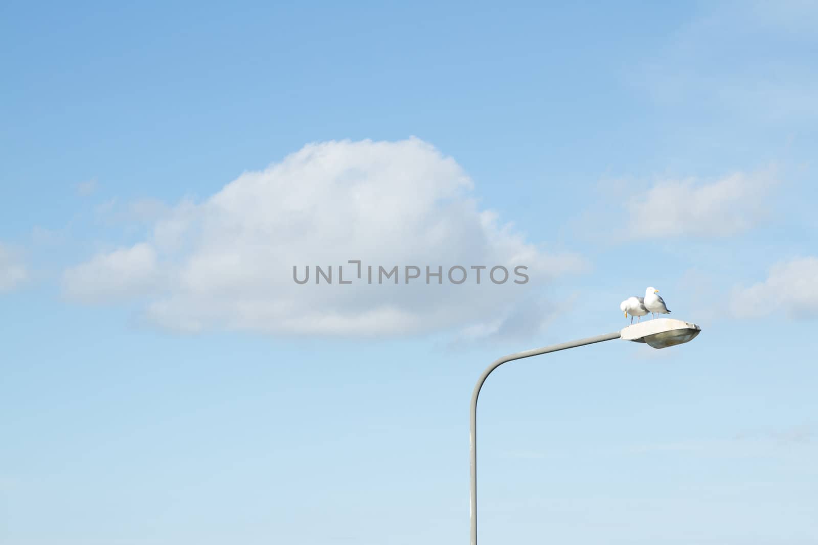 A pair of herring gulls, Larus argentatus, on a lamp post with a bright blue sky with cloud in the background.