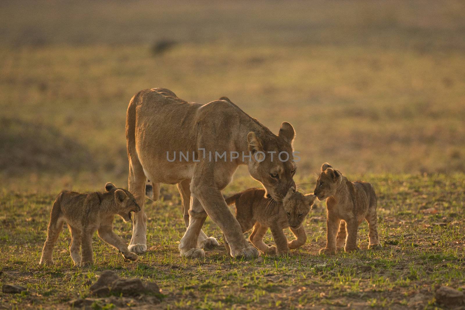 Lioness with four cubs