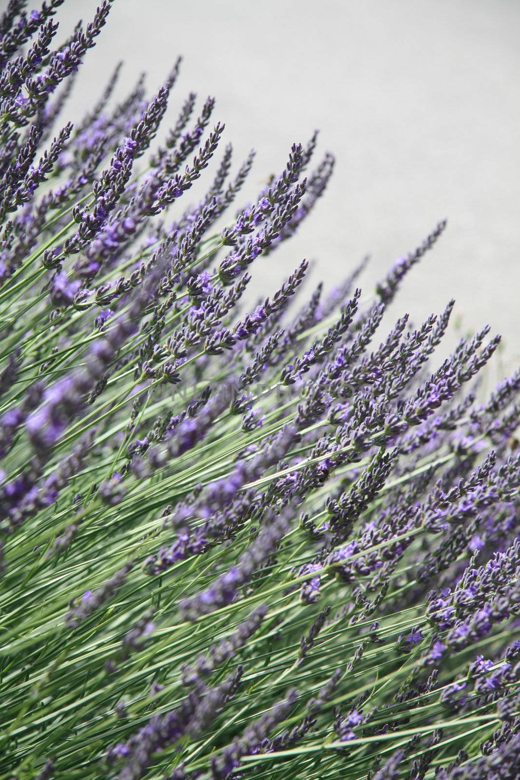 Lavender plant, growing in the Provence, France