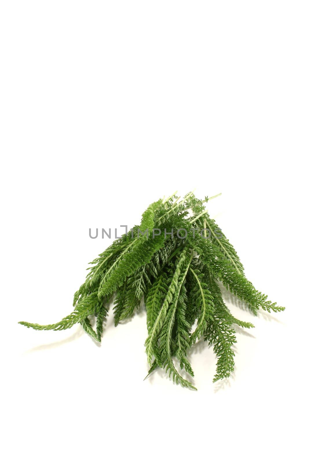 fresh green Yarrow with leaves on a bright background