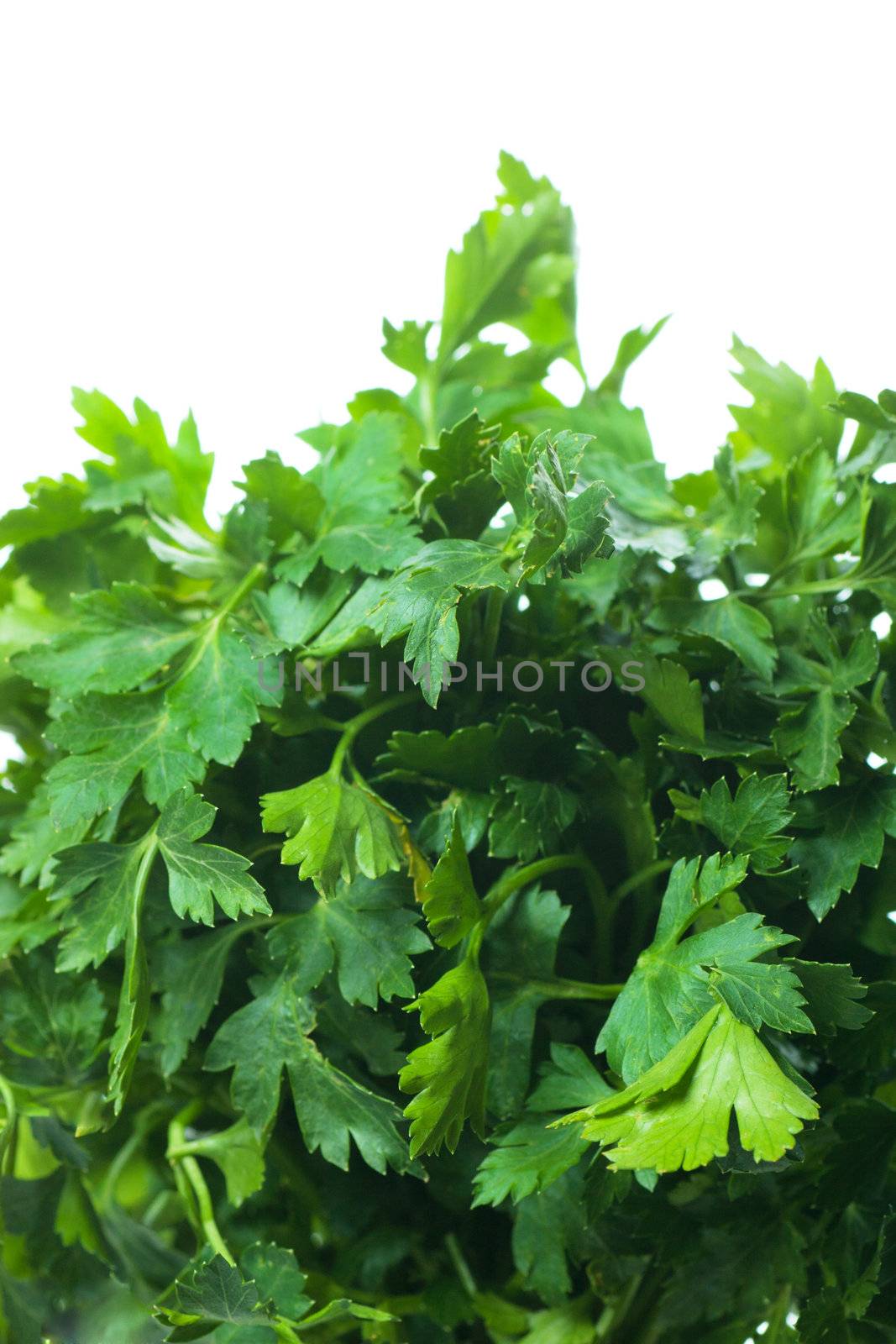 Macro view of fresh green parsley leaves