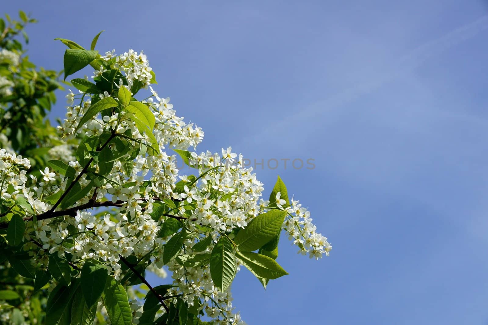 Flowers of a bird cherry and the blue sky