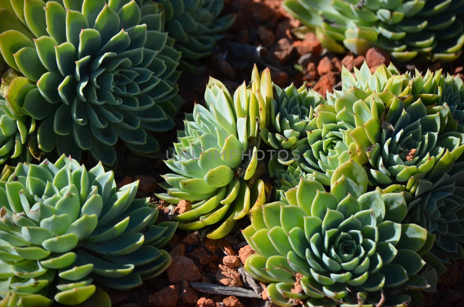 Green Succulent plant by KirbyWalkerPhotos