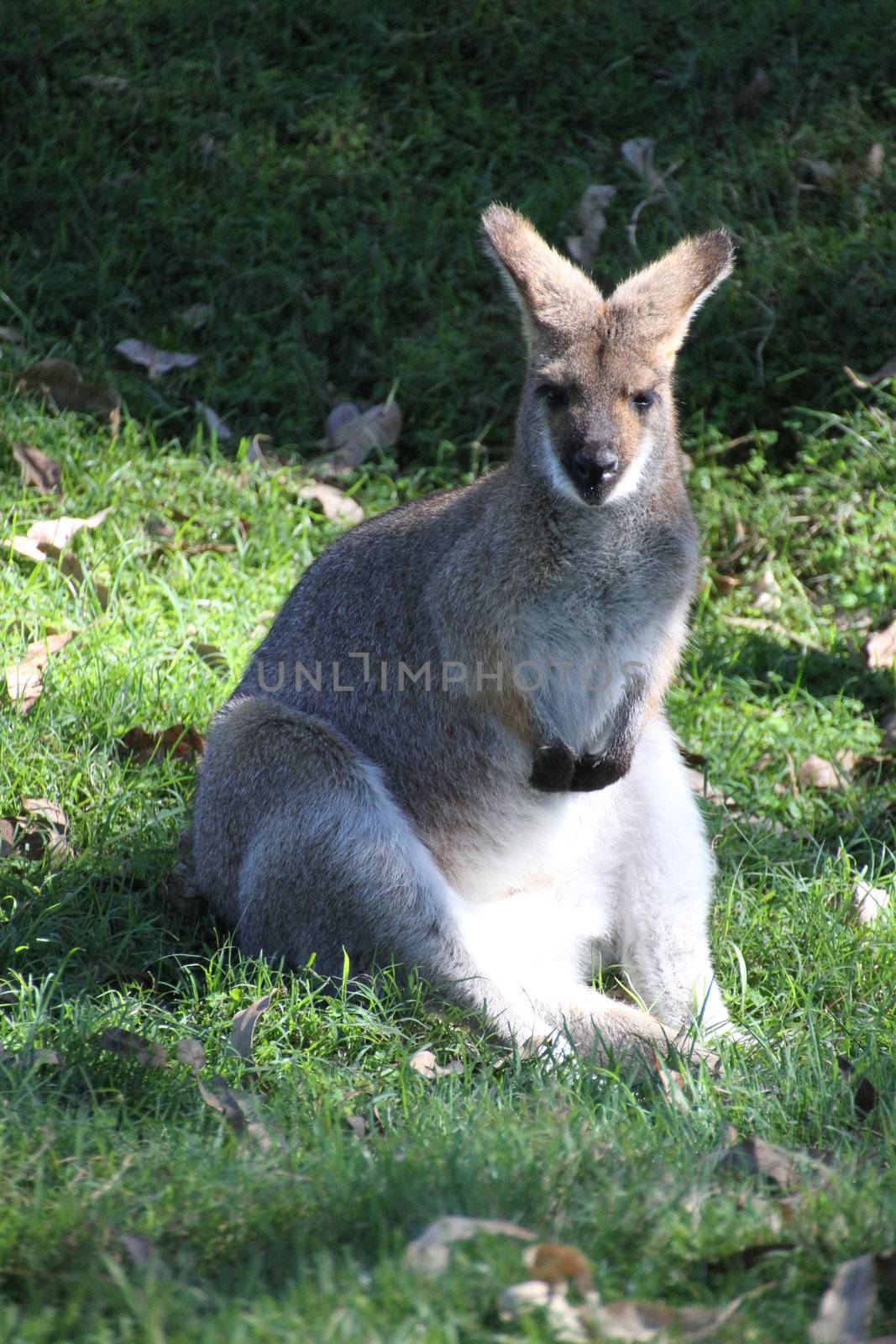 Sitting Wallaby by KirbyWalkerPhotos
