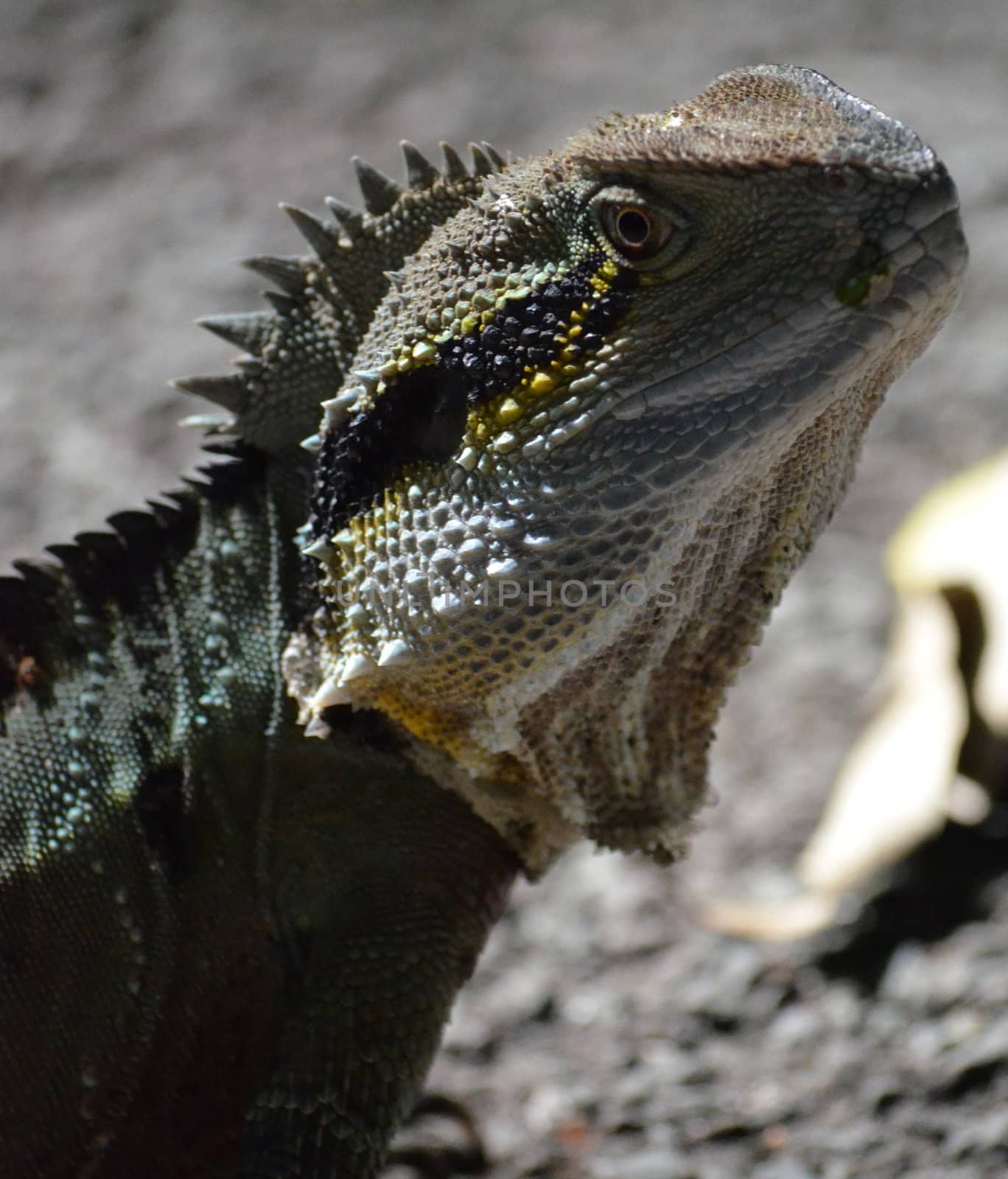 Australian Lizard by KirbyWalkerPhotos